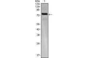 Western blot analysis using KLHL25 mAb against KLHL25(AA: 2-230)-hIgGFc transfected HEK293 cell. (KLHL25 anticorps)