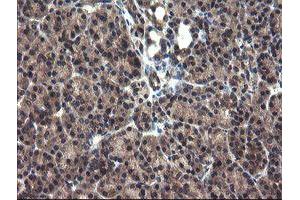 Image no. 4 for anti-Crystallin, Zeta, Homolog antibody (ABIN1497658) (CRYZL1 anticorps)