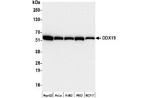Western Blotting (WB) image for anti-DEAD (Asp-Glu-Ala-As) Box Polypeptide 19B (DDX19B) (C-Term) antibody (ABIN7453856) (DDX19B anticorps  (C-Term))