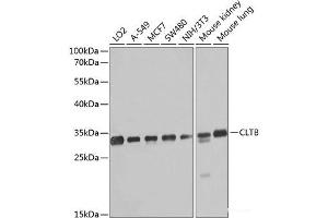 Western blot analysis of extracts of various cell lines using CLTB Polyclonal Antibody at dilution of 1:1000. (CLTB anticorps)