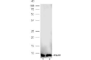 Lane 1: human islet alpha lysates Lane 2: human islet beta lysates probed with Rabbit Anti-Insulin Polyclonal Antibody, Unconjugated (ABIN729118) at 1:300 overnight at 4 °C. (Insulin anticorps)
