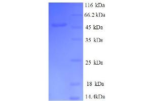 SDS-PAGE (SDS) image for DR1-Associated Protein 1 (Negative Cofactor 2 Alpha) (DRAP1) (AA 4-198), (partial) protein (GST tag) (ABIN4976433) (DRAP1 Protein (AA 4-198, partial) (GST tag))