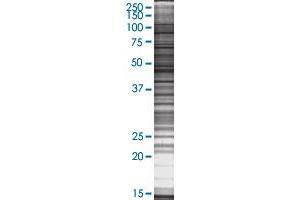 IL2RG transfected lysate.