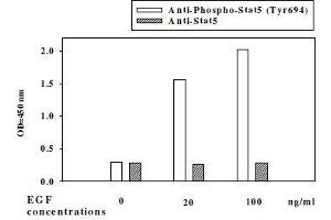 Western blot analysis of extracts from 100 ng/mL hEGF treated A431 cells.