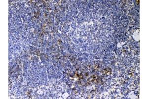IHC testing of FFPE mouse spleen tissue with CD14 antibody at 1ug/ml.