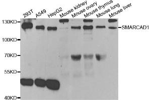 Western blot analysis of extracts of various cell lines, using SMARCAD1 antibody (ABIN5973461) at 1/1000 dilution. (SMARCAD1 anticorps)