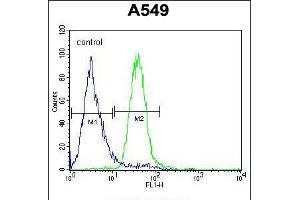 Flow cytometric analysis of A549 cells (right histogram) compared to a negative control cell (left histogram). (C5AR1 anticorps  (AA 175-201))