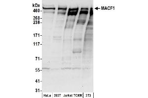 Western Blotting (WB) image for anti-Microtubule-Actin Crosslinking Factor 1 (MACF1) (AA 1975-2025) antibody (ABIN7453128)