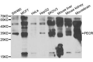 Western blot analysis of extracts of various cell lines, using PECR antibody. (PECR anticorps)