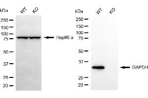 Western blotting analysis using GAPDH antibody (ABIN7798767). (GAPDH anticorps)