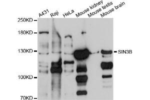 Western blot analysis of extracts of various cell lines, using SIN3B antibody (ABIN4905161) at 1:1000 dilution. (SIN3B anticorps)