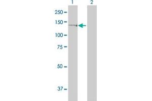 Western Blot analysis of GTF2IRD1 expression in transfected 293T cell line by GTF2IRD1 monoclonal antibody (M01), clone 1D2.