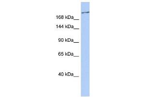 WB Suggested Anti-CACNA1G Antibody Titration:  0. (CACNA1G anticorps  (C-Term))
