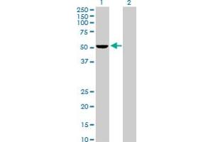 Western Blot analysis of PSMD5 expression in transfected 293T cell line by PSMD5 MaxPab polyclonal antibody. (PSMD5 anticorps  (AA 1-504))