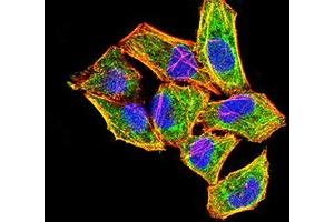 Immunofluorescence analysis of Hela cells using FGF2 mouse mAb (green). (FGF2 anticorps  (AA 143-288))