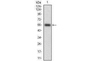 Fig. (CD38 anticorps  (AA 43-300))