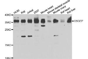 Western blot analysis of extracts of various cell lines, using OSGEP antibody (ABIN5975559) at 1/1000 dilution. (OSGEP anticorps)