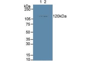 Figure. (ENPEP anticorps  (AA 409-624))
