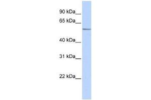 Western Blot showing ZNF682 antibody used at a concentration of 1-2 ug/ml to detect its target protein. (ZNF682 anticorps  (Middle Region))