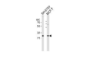 Western blot analysis of lysates from SH-SY5Y, MCF-7 cell line (from left to right), using HES1 Antibody (C-term) (ABIN6242798 and ABIN6577770).