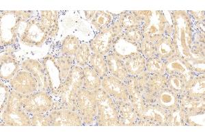 Detection of GRN in Human Kidney Tissue using Polyclonal Antibody to Granulin (GRN) (Granulin anticorps  (AA 361-585))
