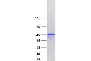 Validation with Western Blot