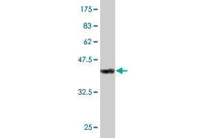 Western Blot detection against Immunogen (34. (DDX3Y anticorps  (AA 1-80))
