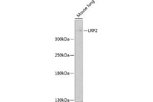 Western blot analysis of extracts of mouse lung, using LRP2 antibody (ABIN1680712, ABIN3017881, ABIN3017882 and ABIN6220293) at 1:1000 dilution. (LRP2 anticorps  (AA 4446-4655))