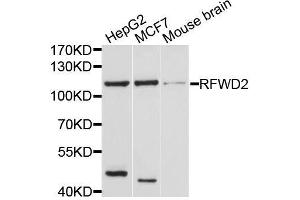 Western blot analysis of extracts of various cell lines, using RFWD2 antibody. (RFWD2 anticorps  (AA 582-731))