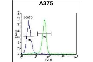 BGN Antibody (Center) (ABIN390701 and ABIN2840987) flow cytometric analysis of  cells (right histogram) compared to a negative control cell (left histogram).