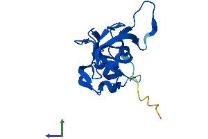 AlphaFold protein structure predicition of Mouse Recombinant Rpl23 Protein, UniprotID P62830