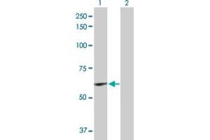 Western Blot analysis of ELN expression in transfected 293T cell line by ELN MaxPab polyclonal antibody. (Elastin anticorps  (AA 1-658))