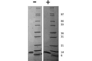 SDS-PAGE of Mouse IP-10 (CXCL10) Recombinant Protein SDS-PAGE of Mouse IP-10 (CXCL10) Recombinant Protein. (CXCL10 Protéine)