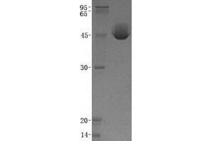 Validation with Western Blot