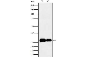Western blot analysis of PHD3 expression in (1) A549 cell lysate, (2) NIH/3T3 cell lysate.
