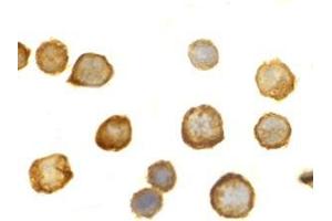 Immunocytochemistry of TLR5 in THP-1 cells with this product at 10 μg/ml.