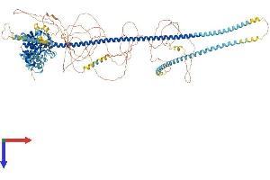 AlphaFold protein structure predicition of Human Recombinant TSC1 Protein, UniprotID Q92574