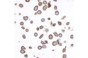 Immunocytochemistry (ICC) image for anti-CD45RO (CD45RO) antibody (ABIN7449553) (CD45RO anticorps)