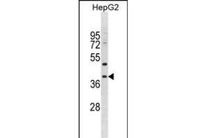 PED1 Antibody (Center) (ABIN1881551 and ABIN2838681) western blot analysis in HepG2 cell line lysates (35 μg/lane). (MPPED1 anticorps  (AA 140-168))