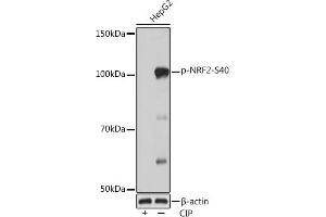 Western blot analysis of extracts of various cell lines, using Phospho-NRF2-S40 Rabbit mAb  at 1:1000 dilution.