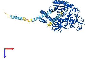 AlphaFold protein structure predicition of Human Recombinant FUT8 Protein, UniprotID Q9BYC5
