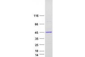 Validation with Western Blot