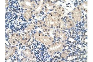 C14ORF130 antibody was used for immunohistochemistry at a concentration of 4-8 ug/ml to stain Epithelial cells of renal tubule (arrows) in Human Kidney. (UBR7 anticorps  (Middle Region))