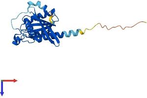 AlphaFold protein structure predicition of Mouse Recombinant Rab24 Protein, UniprotID P35290
