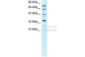 Western Blot showing CDK7 antibody used at a concentration of 0. (CDK7 anticorps  (C-Term))