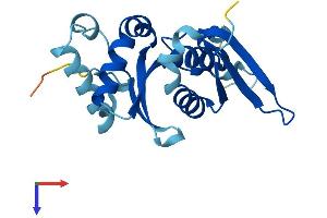 AlphaFold protein structure predicition of Human Recombinant RPS7 Protein, UniprotID P62081
