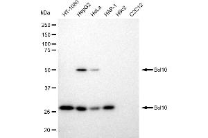 Western blotting analysis using Bcl10 antibody (ABIN7797716). (Recombinant BCL10 anticorps)