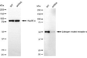 Western blotting analysis using estrogen related receptor alpha antibody (ABIN7798495). (Recombinant ESRRA anticorps)
