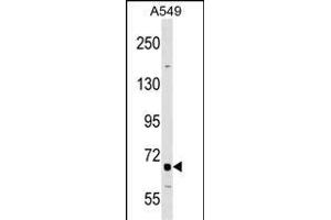 TNFRSF21 Antibody (Center) (ABIN1538355 and ABIN2848926) western blot analysis in A549 cell line lysates (35 μg/lane). (TNFRSF21 anticorps  (AA 356-385))
