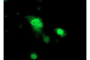 Immunofluorescence (IF) image for anti-Protein Kinase, CAMP-Dependent, Regulatory, Type I, beta (PRKAR1B) antibody (ABIN1500408) (PRKAR1B anticorps)